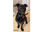 Mateo, American Pit Bull Terrier For Adoption In Ny, Binghamton, New York