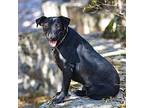 Zoe - Local, Labrador Retriever For Adoption In Langley, British Columbia