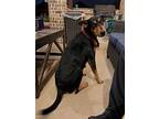 Ingrid, Doberman Pinscher For Adoption In Houston, Texas