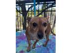 Unknown, Terrier (unknown Type, Small) For Adoption In Coarsegold, California