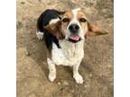 Adopt Meg a Beagle