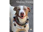 Shaina Twain, American Pit Bull Terrier For Adoption In Newport, Kentucky