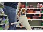 Simon, Jack Russell Terrier For Adoption In Newport, Kentucky