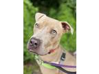 Lindsey, American Pit Bull Terrier For Adoption In Vallejo, California