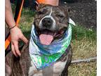 Honey Bunches Of Oats, American Pit Bull Terrier For Adoption In Newport