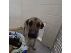 Adopt Winter a Mastiff