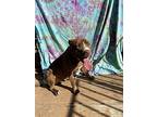 Marlo, Staffordshire Bull Terrier For Adoption In Coarsegold, California