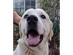 Blondie Boy Aka Tiny Tim, Labrador Retriever For Adoption In Coarsegold