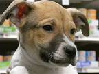 Kyle, American Pit Bull Terrier For Adoption In Newport, Kentucky