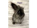 Maple And Pepper, Lionhead For Adoption In Olive Branch, Mississippi