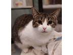 Damsel, Domestic Shorthair For Adoption In Cleveland, Ohio