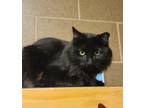 Midnight, Domestic Longhair For Adoption In Wausau, Wisconsin