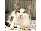 Zahara, Domestic Shorthair For Adoption In Rocky Mount, Virginia