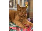 Tigger, Domestic Shorthair For Adoption In Wausau, Wisconsin