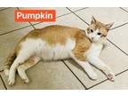 Pumpkin, Domestic Shorthair For Adoption In Roseburg, Oregon