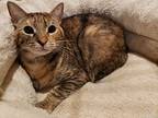 Zilli Girl, Domestic Shorthair For Adoption In Highland Park, New Jersey