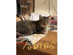 Tobias, Domestic Shorthair For Adoption In Danville, Kentucky