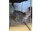 Botticelli, Domestic Shorthair For Adoption In Wausau, Wisconsin