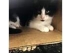 Pibb, Domestic Shorthair For Adoption In Rocky Mount, Virginia
