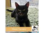 Tenley, Domestic Shorthair For Adoption In Luling, Texas