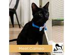 Cameo, Domestic Shorthair For Adoption In Luling, Texas