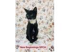 Boots, Domestic Shorthair For Adoption In Roseburg, Oregon