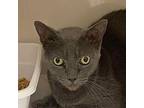 Peewee, Domestic Shorthair For Adoption In Rocky Mount, Virginia