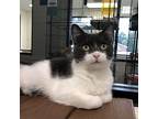Sorceline, Domestic Shorthair For Adoption In Rocky Mount, Virginia