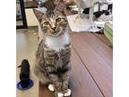 Louis Prima, Domestic Shorthair For Adoption In Rocky Mount, Virginia