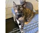 Cali, Domestic Shorthair For Adoption In Rocky Mount, Virginia