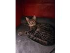 Genni, American Shorthair For Adoption In Olive Branch, Mississippi