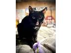 Jojo, Domestic Shorthair For Adoption In Cleveland, Ohio