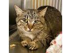 Ricki, Domestic Shorthair For Adoption In Rocky Mount, Virginia