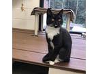 Sushi, Domestic Shorthair For Adoption In Rocky Mount, Virginia