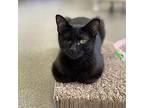 Inky Lou, Domestic Shorthair For Adoption In Rocky Mount, Virginia