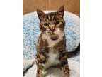 White Paws, Domestic Shorthair For Adoption In Wausau, Wisconsin