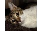 Boombox, Domestic Shorthair For Adoption In Rocky Mount, Virginia