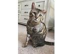Goose, Domestic Shorthair For Adoption In Olive Branch, Mississippi