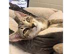 Jose, Domestic Shorthair For Adoption In Rocky Mount, Virginia