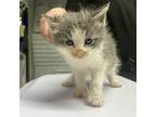 Chive, Domestic Shorthair For Adoption In Rocky Mount, Virginia