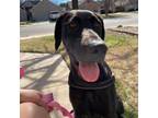 Adopt Mae Mae a Great Dane, Bloodhound