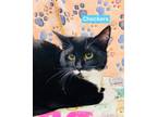 Checkers, Domestic Shorthair For Adoption In Roseburg, Oregon