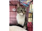 Jd, Domestic Shorthair For Adoption In Roseburg, Oregon