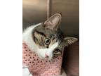 Tabasco , Domestic Shorthair For Adoption In Wausau, Wisconsin
