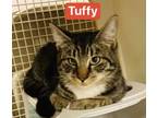 Tuffy, Domestic Mediumhair For Adoption In Roseburg, Oregon