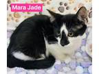 Mara Jade, Domestic Shorthair For Adoption In Roseburg, Oregon