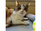 Smacksie-maxie, Domestic Shorthair For Adoption In Highland Park, New Jersey