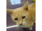 Rex, Domestic Shorthair For Adoption In Anna, Illinois