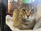 Emily, Domestic Shorthair For Adoption In Cleveland, Ohio
