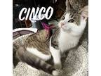 Cinco, Domestic Shorthair For Adoption In Cleveland, Ohio